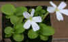 Pinguicula_moranensis_white_flower_Copyright_Rostislav_imek.jpg (17880 bytes)