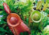 Nepenthes_ampullaria_red_and_green_Copyright_Miroslav_Holub.jpg (31806 bytes)