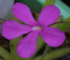 Pinguicula_Aphrodite_Copyright_Rostislav_�imek.jpg (11383 bytes)