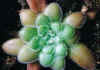 Pinguicula_agnata_x_gypsicola_Copyright_Miroslav_Holub.jpg (27320 bytes)
