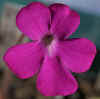 Pinguicula_colimensis_002_Copyright_Rostislav_�imek.jpg (16235 bytes)