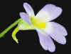 Pinguicula_crystallina_hirtiflora_002_Copyright_Petr_Dzik.jpg (12045 bytes)