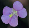 Pinguicula_debbertiana_003_Copyright_Rostislav_�imek.jpg (11256 bytes)