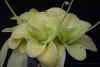 Pinguicula_gigantea_Copyright_Rostislav_�imek.jpg (14382 bytes)