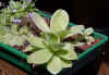 Pinguicula_gigantea_and_esseriana_Copyright_Rostislav_�imek.jpg (23962 bytes)