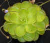 Pinguicula_kondoi_002_Copyright_Rostislav_�imek.jpg (33115 bytes)