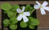 Pinguicula_moranensis_white_flower_Copyright_Rostislav_�imek.jpg (17880 bytes)