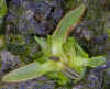Pinguicula_parviflora_Copyright_Rostislav_�imek.jpg (36692 bytes)