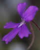 Pinguicula_rectifolia_002_Copyright_Rostislav_�imek.jpg (13640 bytes)