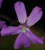 Pinguicula_rectifolia_003_Copyright_Rostislav_�imek.jpg (11900 bytes)