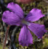 Pinguicula_rectifolia_Copyright_Rostislav_�imek.jpg (18721 bytes)