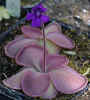 Pinguicula_sp_Lautner_92_52_002_Copyright_Rostislav_�imek.jpg (25323 bytes)