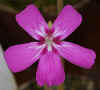 Pinguicula_sp_moranensis_Copyright_Rostislav_�imek.jpg (12856 bytes)
