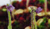 Pinguicula_villosa_Copyright_Kamil_Pasek.jpg (14600 bytes)