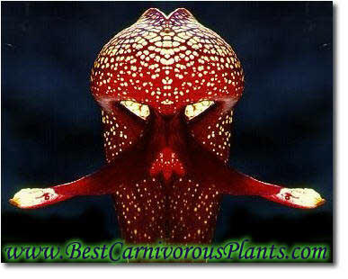 Original of photo have been taken from www.sarracenia.com. Thanks, Barry!