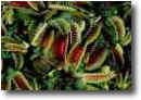 Often growing form of Dionaea is very attractive and desired constantly. Its traps developed red coloration in direct sunlight. 