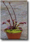 Cultivar Dionaea ´Akai Ryu´.