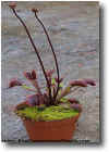 Cultivar Dionaea �Akai Ryu�.