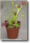 Dionaea muscipula "all red trap".