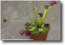 Dionaea muscipula "all red trap".