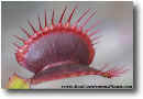 Dionaea muscipula "all red trap".