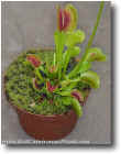 Cultivar Dionaea ´Sawtooth´.