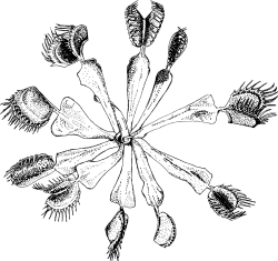 A typical summer rosette of D. muscipula with elongated petioles.