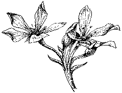 Attractive flowers begin to bloom regularly in spring periode.