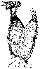 Flies can be captured by Venus Fly Trap although not often as crawly insect.