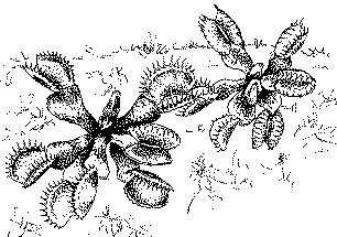 In the natural habitat Dionaea is continually rarer! The plant prefers open sandy landscape and very bright places.