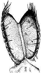 A trap - capturing clasping blade. After closure the trap performs a leakproof cage for captured prey.