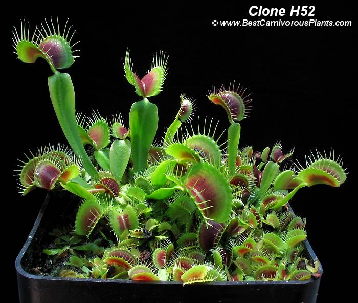 Dionaea_Clone_H52.jpg
